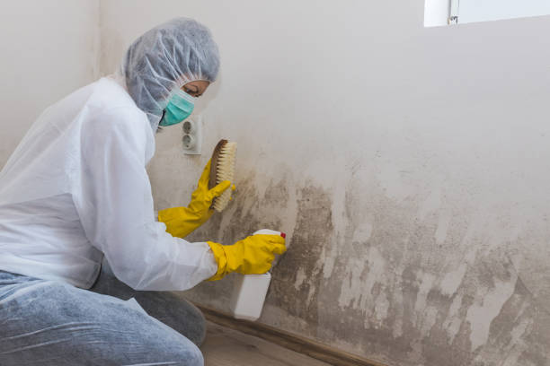 Best Mold Odor Removal Services  in Watertown, FL