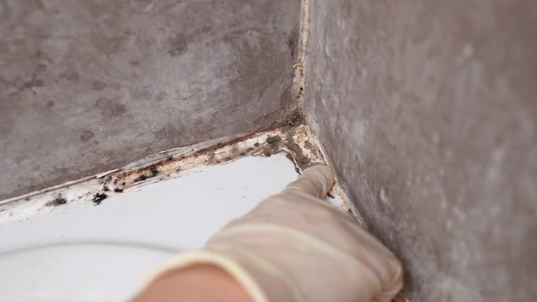 Best Mold Remediation for Healthcare Facilities  in Watertown, FL
